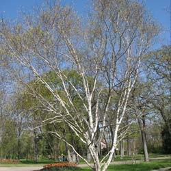 Betula utilis